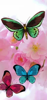 Colorful butterflies on pink cherry blossoms wallpaper.