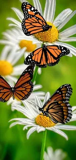 Orange monarch butterflies on daisies with a green background.