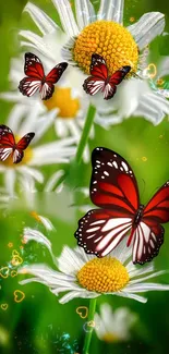 Red butterflies on white daisies with a green background.