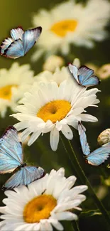 Blue butterflies resting on white daisies in sunlight.