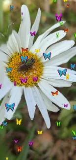 Colorful butterflies on a white daisy with vibrant natural background.