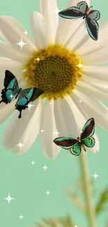 Daisy with butterflies on mint green background.