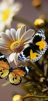 Vibrant butterflies resting on a daisy flower.