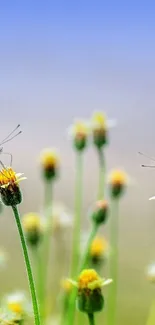 Two butterflies on yellow flowers under a sky blue background.