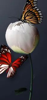 Vibrant butterflies resting on a delicate white flower against a dark background.