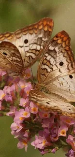 Two butterflies on lavender flowers in a serene scene.