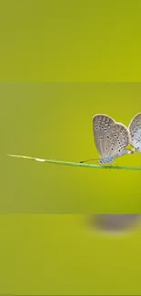 Two butterflies resting on a green leaf against a vibrant background.