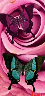 Two colorful butterflies on a pink rose.