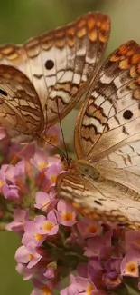 Two butterflies resting on pink flowers, showcasing natural elegance.