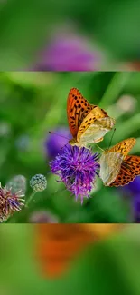 Two orange butterflies on a purple flower in a lush green background.