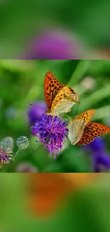 Two orange butterflies on a purple wildflower in a green field.