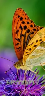 Two orange butterflies on purple flowers in a lush green garden.