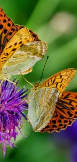 Orange butterflies on purple flowers with a green background.