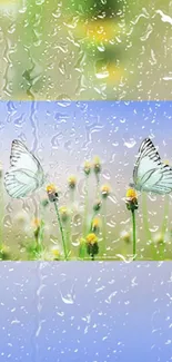 Butterflies resting on flowers with raindrops on glass.