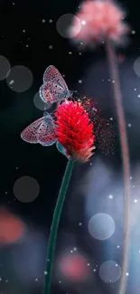 Butterflies perched on a vibrant red flower against a dark background.