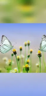 Butterflies on flowers with blue sky background.