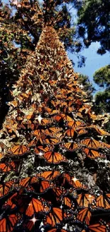 A tree trunk covered with Monarch butterflies in a natural setting.