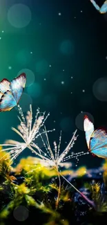 Two blue butterflies resting on delicate dandelions.