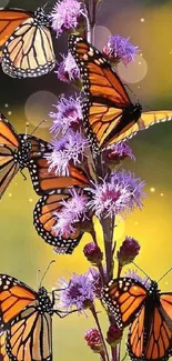 Monarch butterflies resting on purple flowers with vibrant orange and black wings.