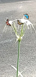 Three butterflies resting on a white flower in nature.