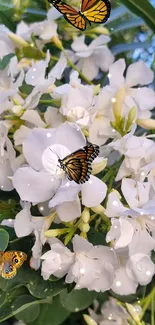 Butterflies resting on white flowers with green leaves