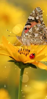 Butterfly and ladybug on a bright yellow flower in nature.