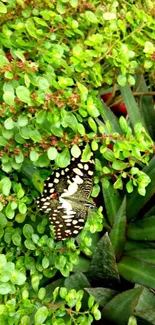 Butterfly resting on vibrant green leaves with lush background.