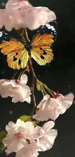 Butterfly perched on pink cherry blossom branch with dark background.