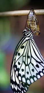 Close-up of butterfly emerging from chrysalis with detailed wing pattern.