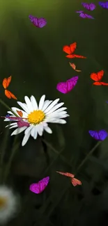 Nature wallpaper with daisy and vibrant butterflies.