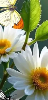Daisies with butterflies in vibrant green setting.