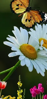 Butterfly perched on daisies with vibrant floral background.