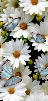 White daisies with blue butterflies mobile wallpaper.