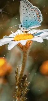 A blue butterfly resting on a white daisy blossom in a serene natural setting.