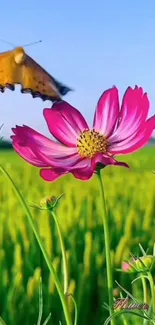 Butterfly on pink flower in green meadow.