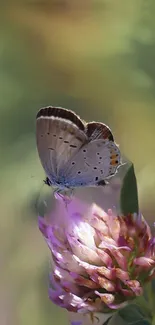 A butterfly rests on a colorful flower in a serene nature wallpaper.