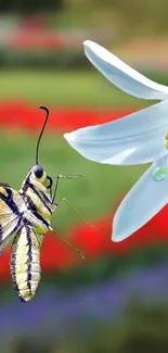 Graceful butterfly near a white flower, set against a vibrant natural backdrop.