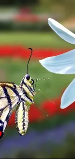 Close-up of a butterfly approaching a white flower with a colorful background.