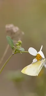 Butterfly on white flower with soft background