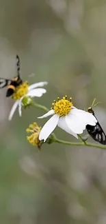 Butterflies resting on white flowers in a serene natural setting.