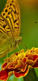 Yellow butterfly perched on a colorful marigold flower.