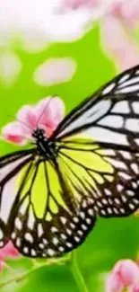 Vibrant butterfly on pink flowers, lush green backdrop.