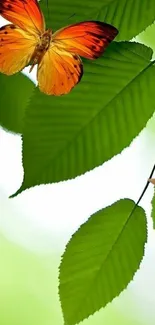 Colorful butterfly perched on green leaves.