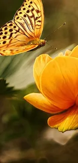 Butterfly hovering over an orange flower in a nature-themed mobile wallpaper.