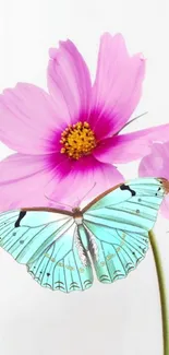 Blue butterfly on pink flowers with a white background.