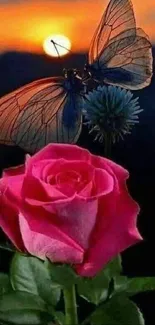 Butterfly on a pink rose during sunset.