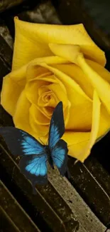 Yellow rose and blue butterfly on piano keys.