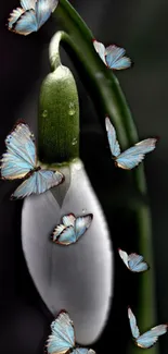 Mobile wallpaper with blue butterflies and floral bud.