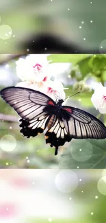 Butterfly resting on blossom with bokeh effect background.