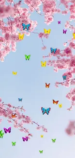 Colorful butterflies among pink cherry blossoms on blue sky background.